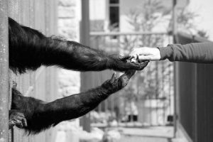 bras tendus entre un singe et un homme